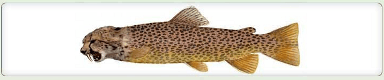 Hommingberger Gepardenforelle