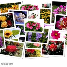 Bilder-SEO: Wie geht Google mit 'figure' und 'figcaption' um?